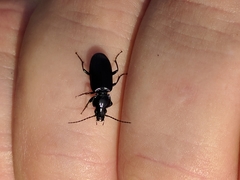 Pterostichus nigrita