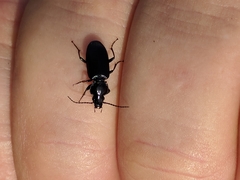 Pterostichus nigrita