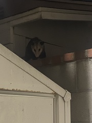 Didelphis virginiana