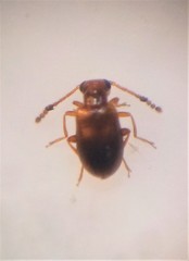 Zenascus roberti