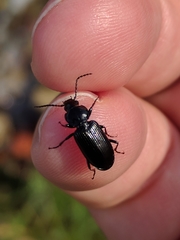 Pterostichus nigrita