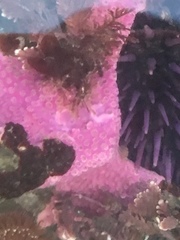 Stylantheca papillosa