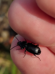Pterostichus nigrita