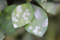 Erysiphe euonymicola