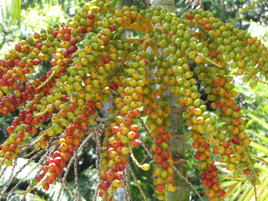 Ptychosperma propinquum
