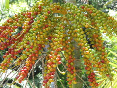 Palmera australiana oasis