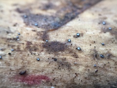 Pseudolachnea hispidula
