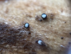 Pseudolachnea hispidula