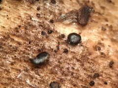 Pseudolachnea hispidula