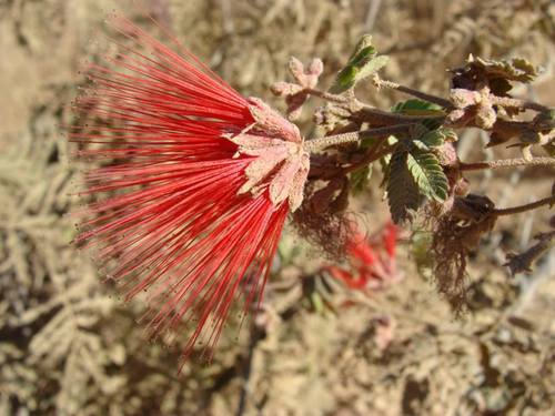 Calliandra californica