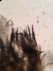 Pseudolachnea hispidula