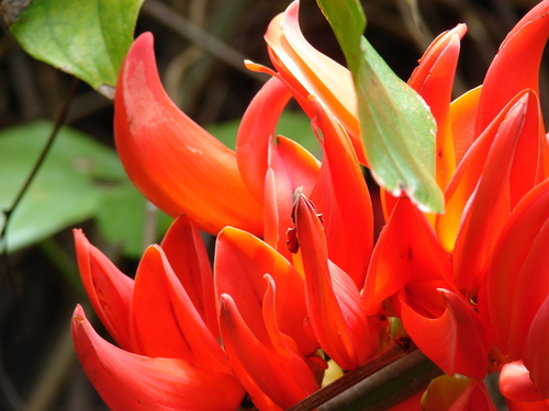 Flame Of The Forest (Mucuna novoguineensis)