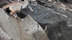 Indolestes tenuissimus