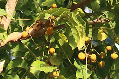 Dysoxylum gaudichaudianum