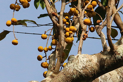 Dysoxylum gaudichaudianum