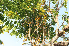 Dysoxylum gaudichaudianum
