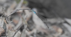 Indolestes tenuissimus