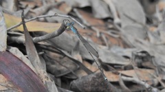 Indolestes tenuissimus