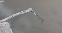 Indolestes tenuissimus