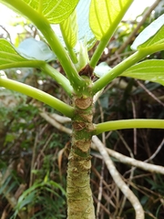 Dendrocnide kotoensis