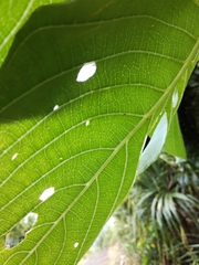 Dendrocnide kotoensis