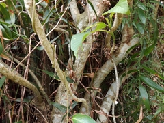 Dendrocnide kotoensis