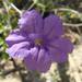 Ruellia californica - Photo (c) Alexis López Hernández, some rights reserved (CC BY), uploaded by Alexis López Hernández