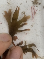 Cryptopleureae