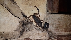 Centruroides margaritatus