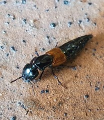 Thyreocephalus
