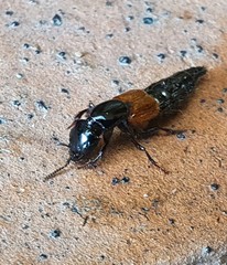Thyreocephalus