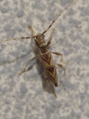 Compsibidion vanum
