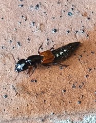 Thyreocephalus