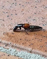 Thyreocephalus