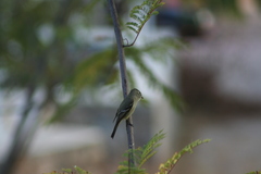 Empidonax