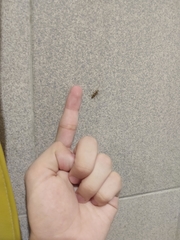 Compsibidion vanum