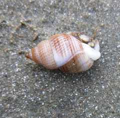 Nassarius fossatus