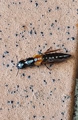 Thyreocephalus