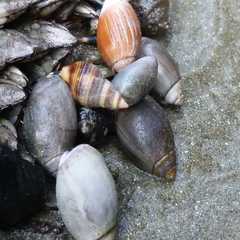 Nassarius fossatus