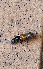 Thyreocephalus