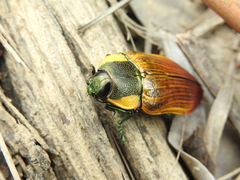 Temognatha variabilis