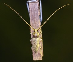 Enaphalodes rufulus