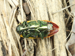 Temognatha variabilis
