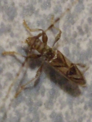 Compsibidion vanum