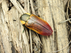 Temognatha variabilis
