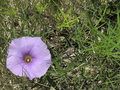 Ipomoea ternifolia