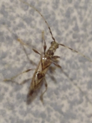 Compsibidion vanum