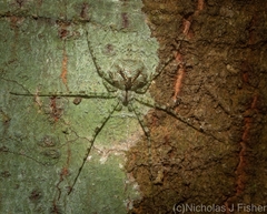Tamopsis tweedensis