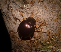 Hemicyclus splendens