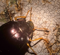 Hemicyclus splendens